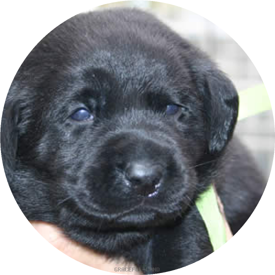 イエローGr(NORBLE 男の子)(A child of ナイト & ノ-ブル) イエローGr(NORBLE 男の子)